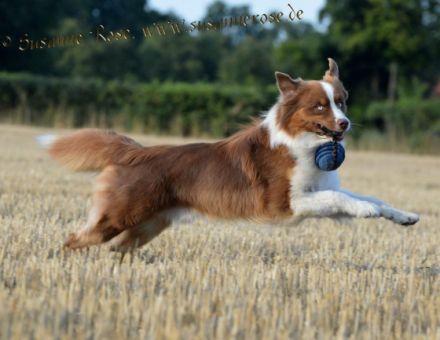 Guardian Angel's First Love DNA-VP