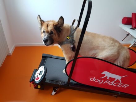 Tiertherapie Starke & Seidel