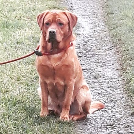 Red Valey of Fire od Himalajskeho Cedru