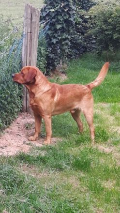 Red Valey of Fire od Himalajskeho Cedru