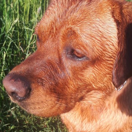 Red Valey of Fire od Himalajskeho Cedru