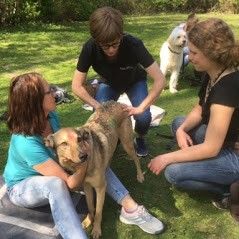 Ausbildung zum "Zertifizierten Hundephysiotherapeuten"