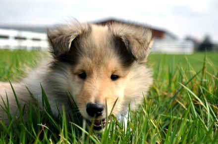 from the Lucky Spirits