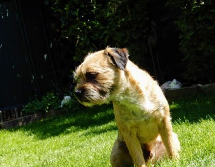 Xilo from the sunny Highlands