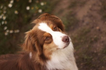 My fabulous Sky vom Obersee Sky