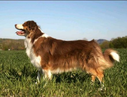 My fabulous Sky vom Obersee Sky