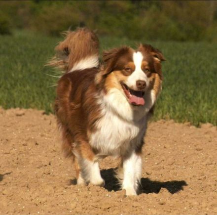 My fabulous Sky vom Obersee Sky