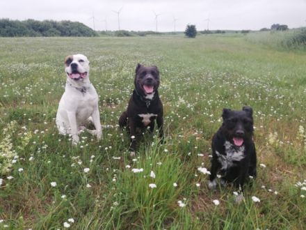 Lockere Leine mit Biss