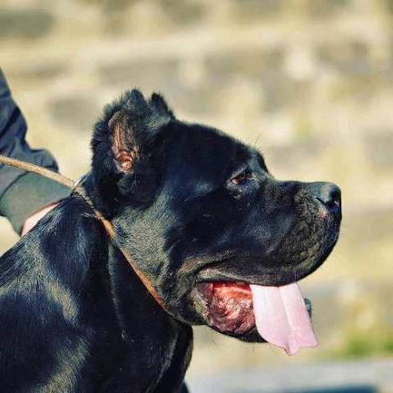 Cane Corso, young male dog