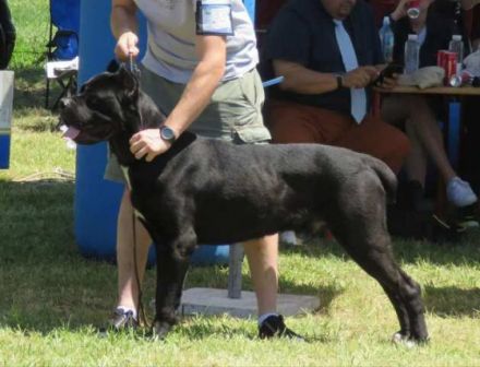 Cane Corso, young male dog