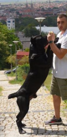 Cane Corso, young male dog