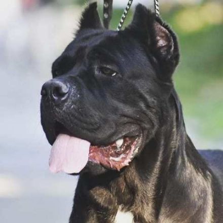 Cane Corso, young male dog