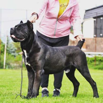 Cane Corso, young male dog