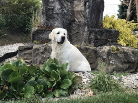 Cupido of Be My Forever