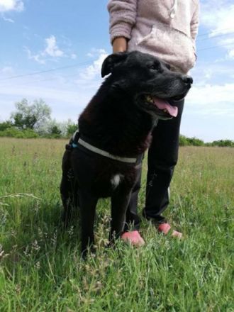 Csibesz - 65 cm - FREUNDLICHER RÜDE sucht Zuhause! (