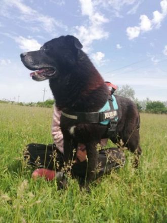 Csibesz - 65 cm - FREUNDLICHER RÜDE sucht Zuhause! (