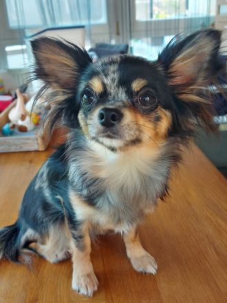 Little Diamonds from Heidelberg