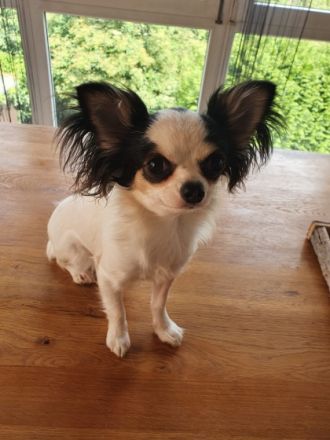 Little Diamonds from Heidelberg