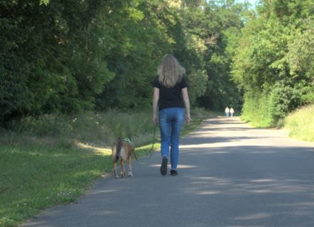 KB Dogs Hundeverhaltenstraining