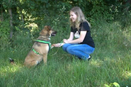 KB Dogs Hundeverhaltenstraining