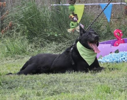 Taltos Geschlecht: männlich Rasse: Mischling . Alter: