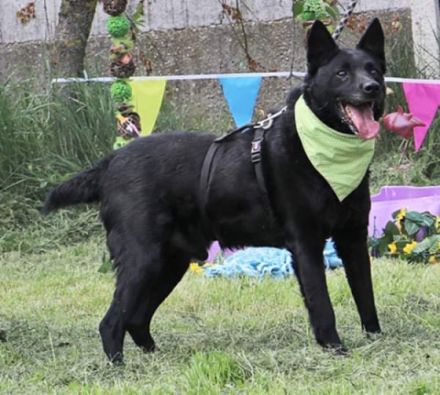 Taltos Geschlecht: männlich Rasse: Mischling . Alter: