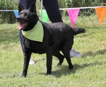 Taltos Geschlecht: männlich Rasse: Mischling . Alter: