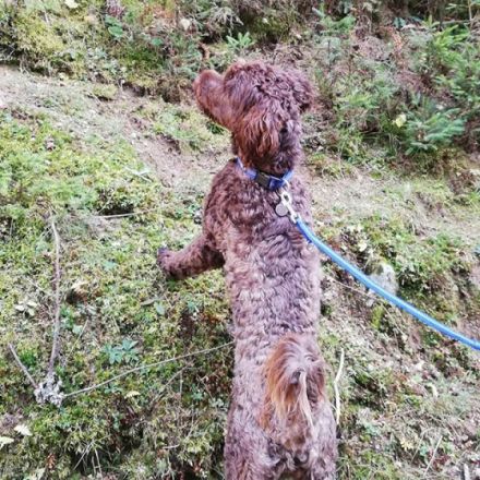 Camillo von Steirabluat