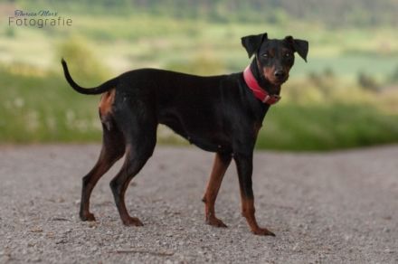Zwergpinscher vom fränkischem Saaletal