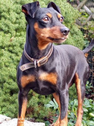 Zwergpinscher vom fränkischem Saaletal