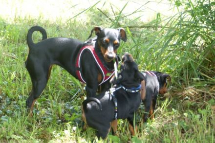 Zwergpinscher vom fränkischem Saaletal