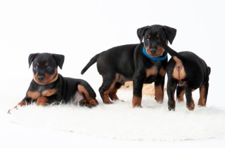 Zwergpinscher vom fränkischem Saaletal