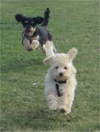 Tierkommunikation ONLINE zu Hause lernen mit professioneller Betreuung