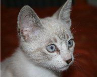 Tierkommunikation ONLINE zu Hause lernen mit professioneller Betreuung