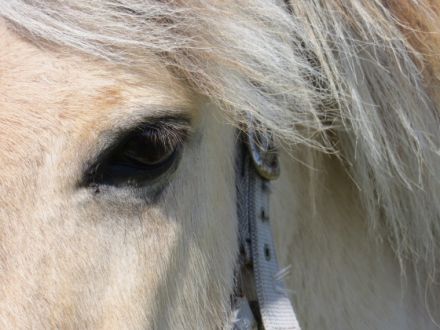 Tierkommunikation ONLINE zu Hause lernen mit professioneller Betreuung