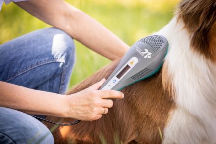 Tierheilpraktikerin & Tierphysio Brigitte Görtler