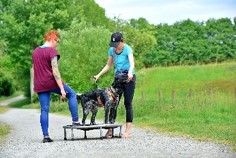 Die Hundeschulmacher