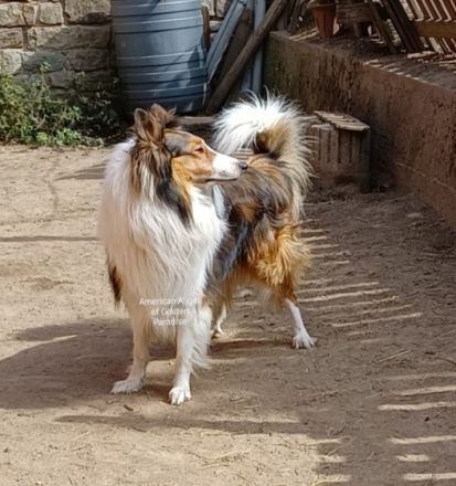 Chayton - Yiska - Navarjo vom American Angel of Golden