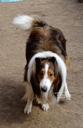 Chayton - Yiska - Navarjo vom American Angel of Golden