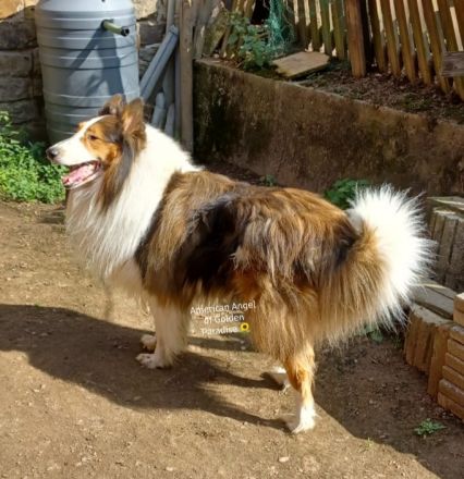 Chayton - Yiska - Navarjo vom American Angel of Golden