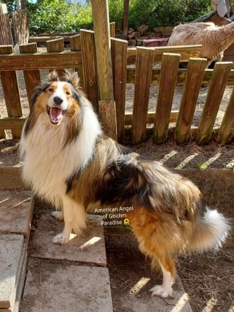 Chayton - Yiska - Navarjo vom American Angel of Golden