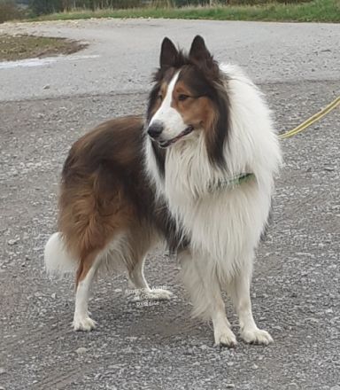 Chayton - Yiska - Navarjo vom American Angel of Golden