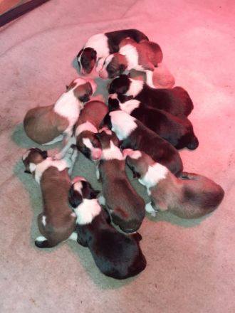 Chayton - Yiska - Navarjo vom American Angel of Golden