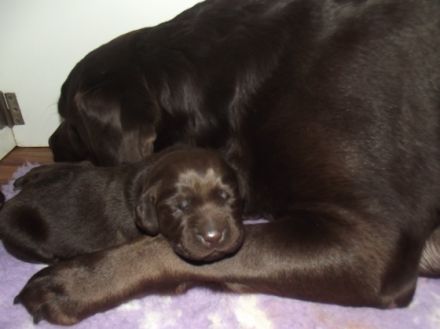 Labrador of Magic- eine Zucht stellt sich vor