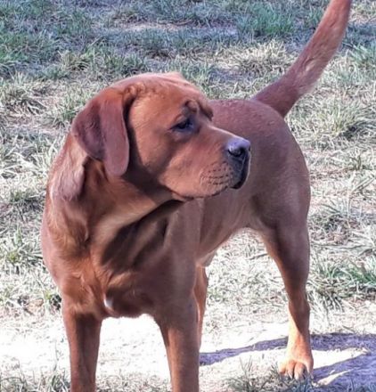 Labrador of Magic- eine Zucht stellt sich vor