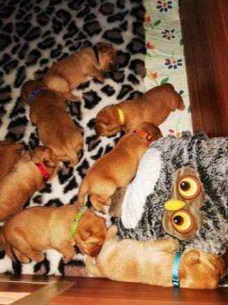 Labrador of Magic- eine Zucht stellt sich vor