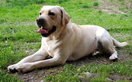 Hurricane Maximus of sir lane hero