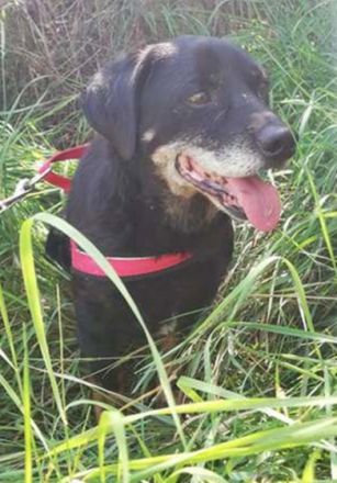 MORZSI - 38 cm - COLLE SOCKE IN NOT! (aus dem