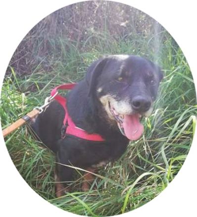 MORZSI - 38 cm - COLLE SOCKE IN NOT! (aus dem