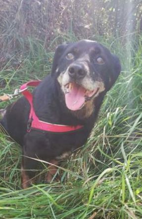 MORZSI - 38 cm - COLLE SOCKE IN NOT! (aus dem